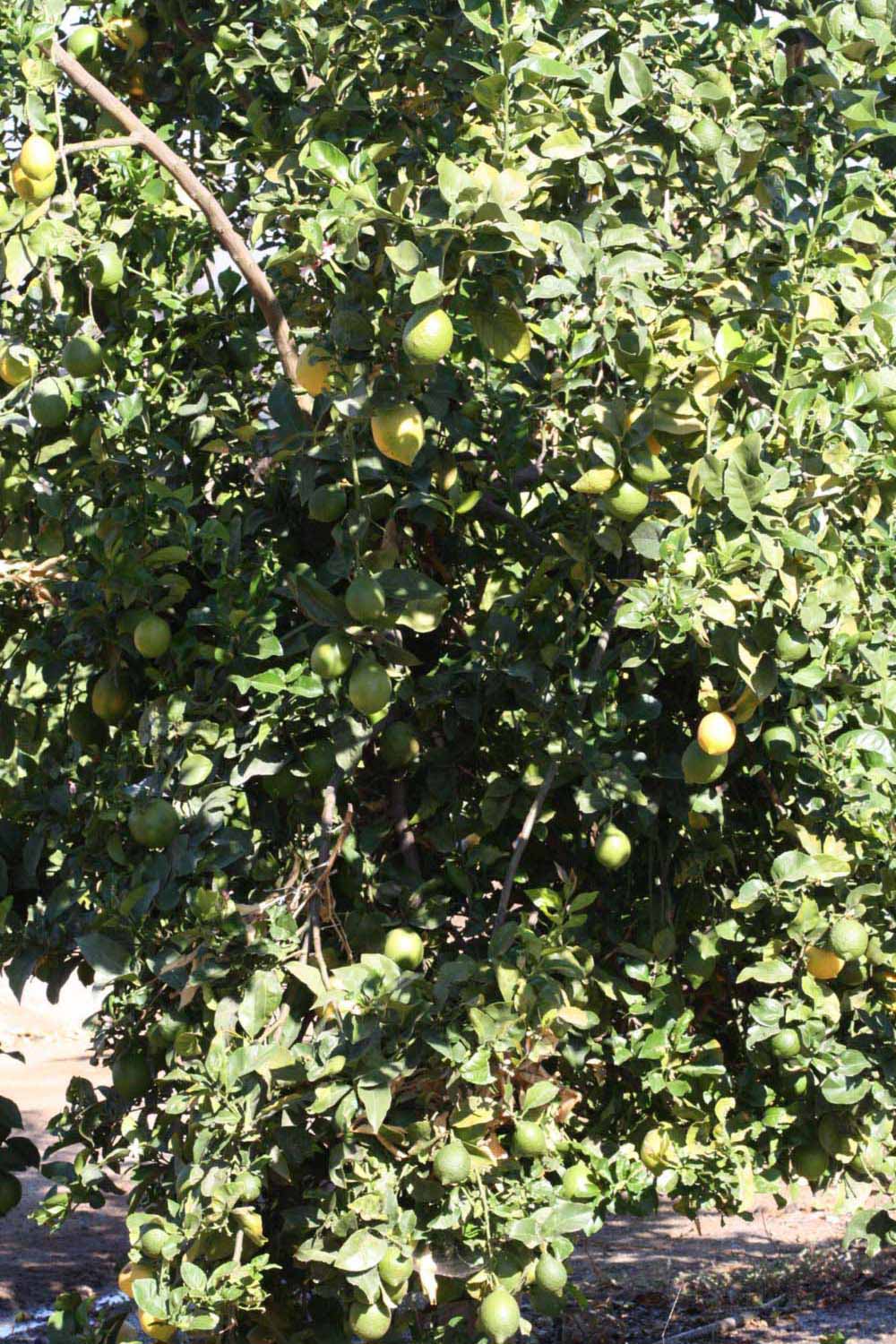            Habit (Riverside, CA)   